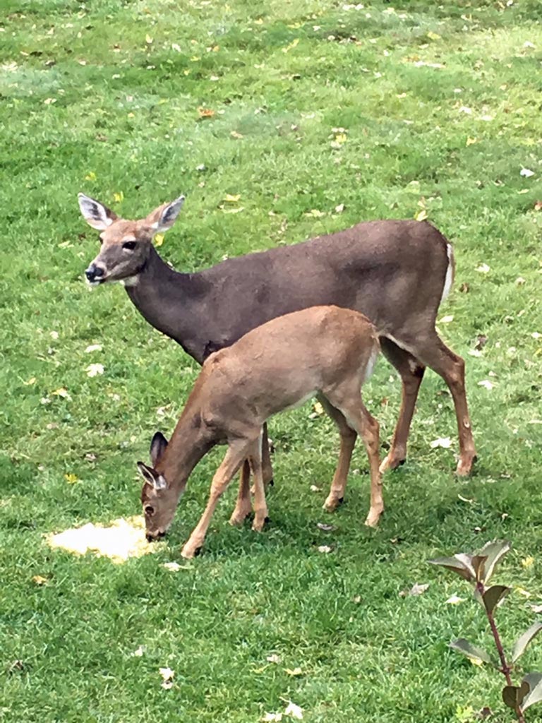 Deer visiting the wooded yard